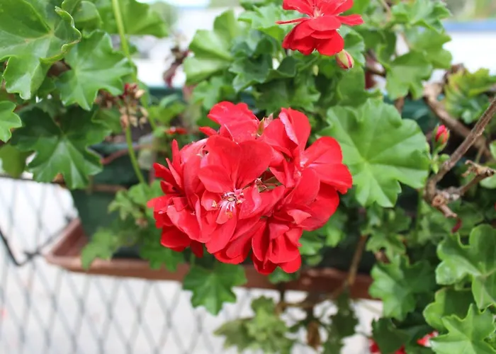 Apartman Ante Šibenik